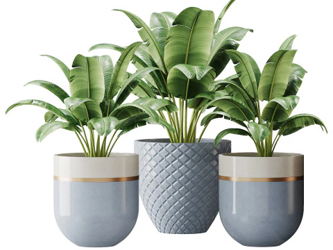 Spathiphyllum wallisii &ccedil;i&ccedil;eği 3D Model