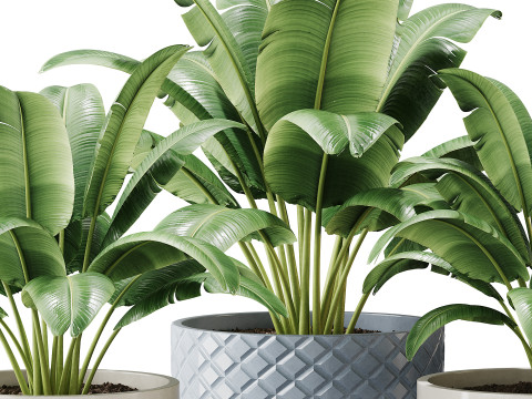 Spathiphyllum wallisii flower 3D Model