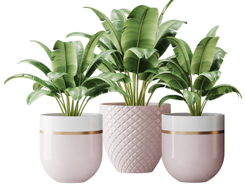 Spathiphyllum wallisii flower 3D Model