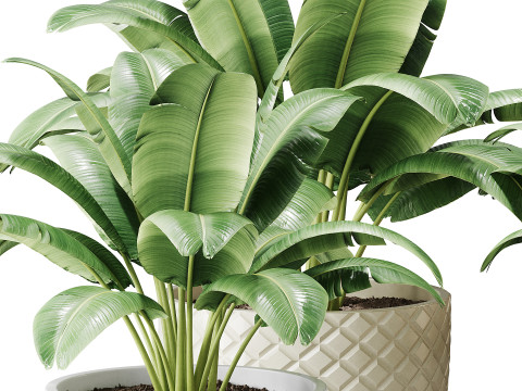 Spathiphyllum wallisii flower 3D Model