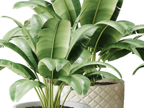 Spathiphyllum wallisii flower 3D Model