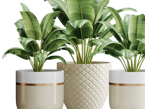 Spathiphyllum wallisii flower 3D Model