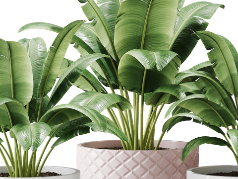 Spathiphyllum wallisii flower 3D Model