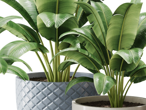 Spathiphyllum wallisii flower 3D Model