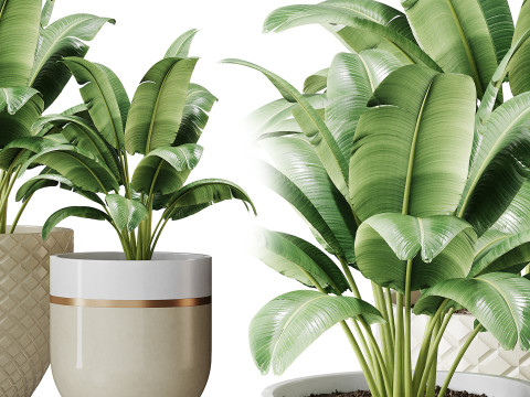 Spathiphyllum wallisii flower 3D Model