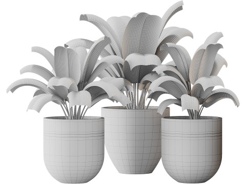 Spathiphyllum wallisii flower 3D Model