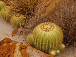 Echinocactus grusonii and weeds 3Dモデル