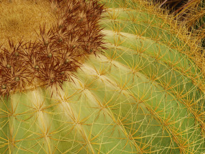 Echinocactus grusonii and weeds 3Dモデル