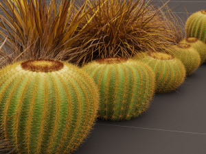 Echinocactus grusonii and weeds 3Dモデル