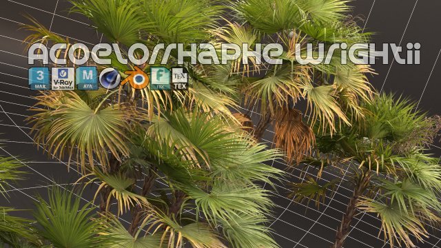 Acoelorrhaphe wrightii Model 3D .c4d .max .obj .3ds .fbx .stl .blend 