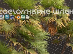 Acoelorrhaphe wrightii Modelo 3D