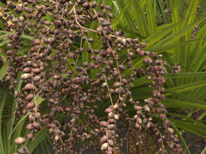 Acoelorrhaphe wrightii Model 3D