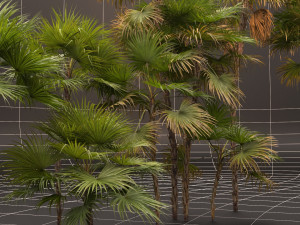 Acoelorrhaphe wrightii Model 3D
