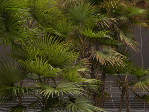 Acoelorrhaphe wrightii Model 3D