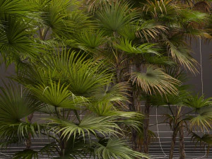 Acoelorrhaphe wrightii 3D Model