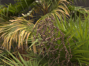 Acoelorrhaphe wrightii Model 3D
