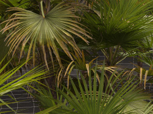 Acoelorrhaphe wrightii Model 3D