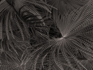 Acoelorrhaphe wrightii Model 3D