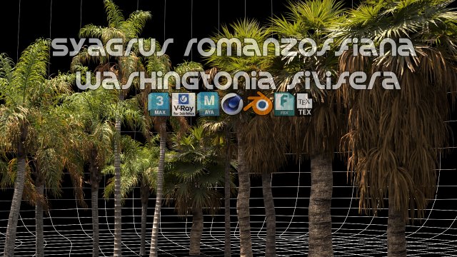 Syagrus romanzoffiana and Washingtonia filifera Modelo 3D .c4d .max .obj .3ds .fbx .stl .blend 