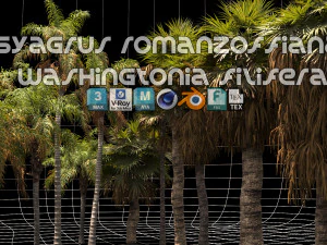 Syagrus romanzoffiana et Washingtonia filifera Modèle 3D