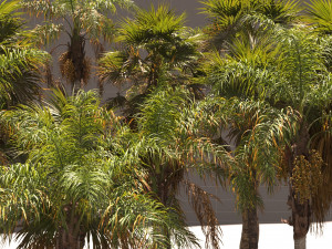 Syagrus romanzoffiana and Washingtonia filifera Modelo 3D