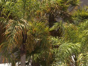 Syagrus romanzoffiana and Washingtonia filifera Modelo 3D