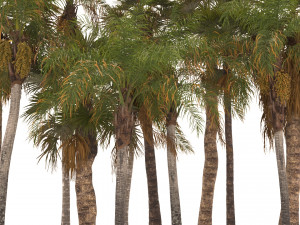 Syagrus romanzoffiana and Washingtonia filifera Modelo 3D