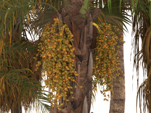 Syagrus romanzoffiana and Washingtonia filifera Modelo 3D
