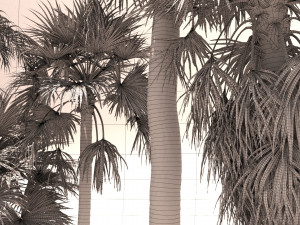 Syagrus romanzoffiana and Washingtonia filifera Modelo 3D