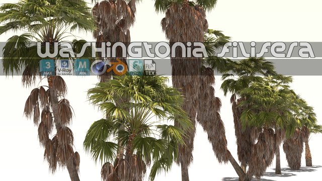 Washingtonia filifera 3D मॉडल .c4d .max .obj .3ds .fbx .stl .blend 
