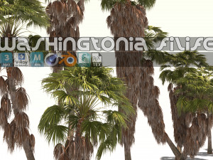 Washingtonia filifera 3D Model