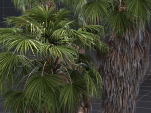 Washingtonia filifera 3D मॉडल