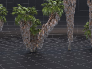 Washingtonia filifera 3D मॉडल