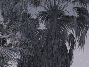 Washingtonia filifera 3D मॉडल
