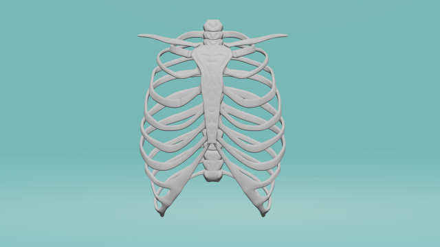 The human chest Model 3D .c4d .max .obj .3ds .fbx .stl .blend