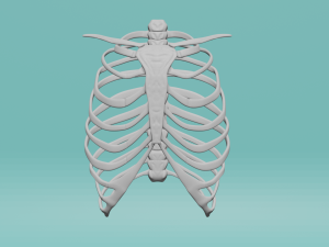 The human chest 3D Model