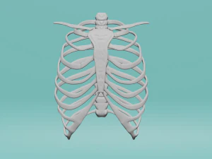 मानव छाती 3D मॉडल