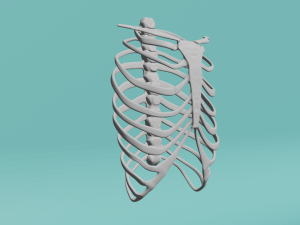 The human chest Model 3D
