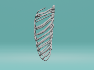 The human chest Model 3D
