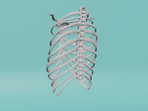 The human chest Model 3D