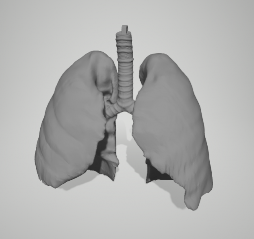 Real Lungs 3D Model .c4d .max .obj .3ds .fbx .stl .blend 