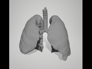 Real Lungs 3D Model