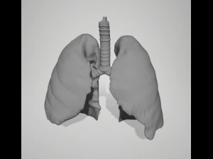 Pulm&otilde;es reais Modelo 3D