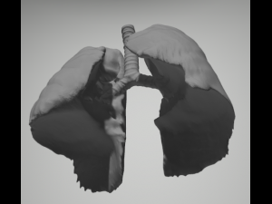 Real Lungs 3D Model