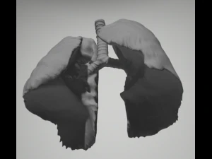 Polmoni veri Modello 3D