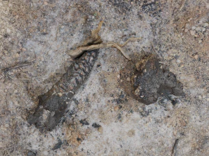 У костра высокое качество 3D Модель