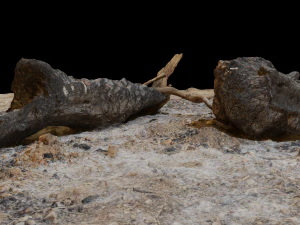 Campfire High Quality 3D Model