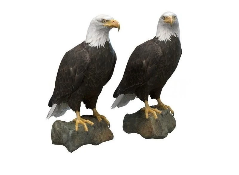 Bald eagle 3D Model .c4d .max .obj .3ds .fbx .stl .blend 
