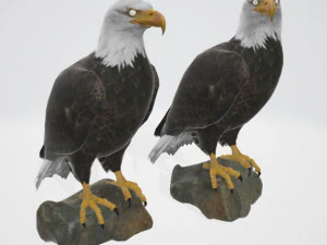 Bald eagle 3D Model
