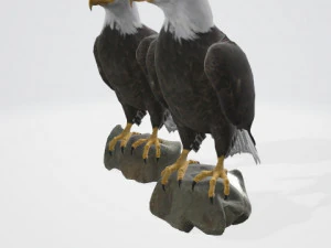 Bald eagle 3D Model
